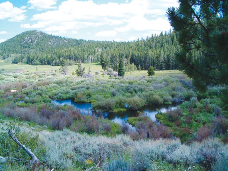 Property photo 3 - Get Lost in the Pristine Northern Colorado Rockies - Prime Building Sites